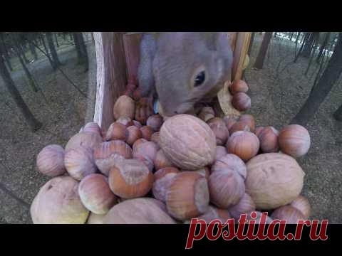 Карась – рыбка с тем еще характером - 5 секретов