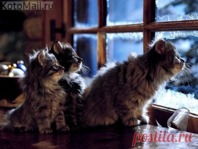юмор | KotoMail.ru