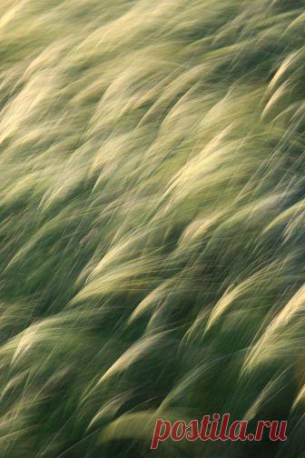 Стая птиц — National Geographic Россия Ковыль на ветру в степи, словно стая птиц в небе. Природный парк «Эльтонский».