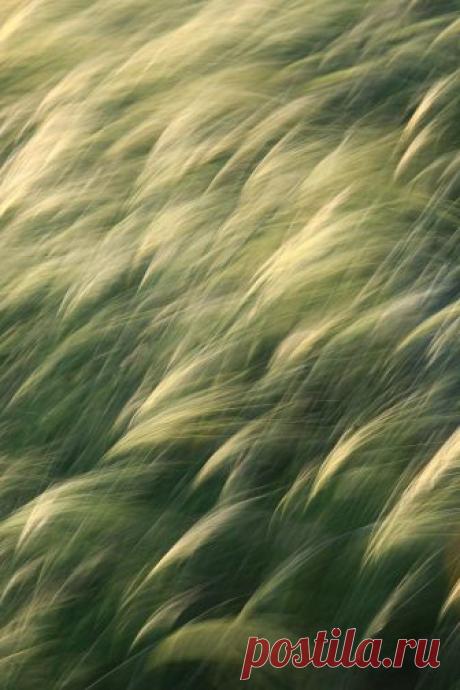 Стая птиц — National Geographic Россия Ковыль на&nbsp;ветру в&nbsp;степи, словно стая птиц в&nbsp;небе. Природный парк &laquo;Эльтонский&raquo;.