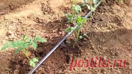 НОВАЯ ТЕХНОЛОГИЯ ВЫСАДКИ РАССАДЫ