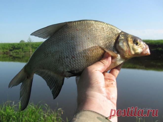 Клёв подлёщиков весь световой день Когда пригрело осеннее солнце.И в этот раз далеко уехать не пришлось. Осень – горячая пора, хотя по утрам уже пахнет близкими заморозками-утренниками. Но