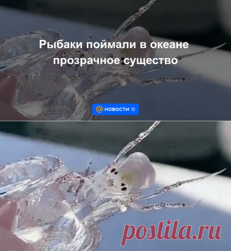 Рыбаки поймали в океане прозрачное существо | 9 января 2023 - Новости Mail.ru