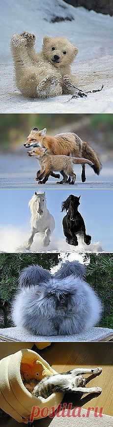 Svetlana Minelli: Зверье мое | Постила.ru