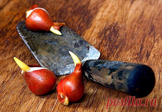 Посадка тюльпанов. Высаживаем луковицы тюльпана | Комнатные растения и садовые цветы