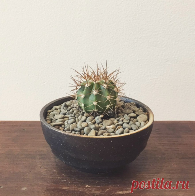 POTTED CACTUS IN JAPANESE CERAMIC | Bioattic - Specialty Plants