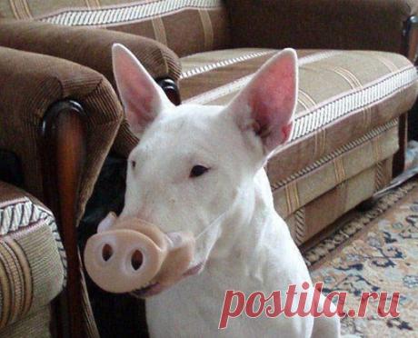 Четвертый поросенок нашелся!