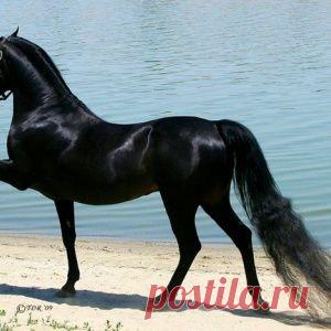 Сделай сам!