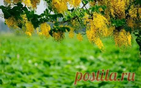 Зелень, макро, цветы, желтые, ветка, дерево, кисти, размытость обои, фото, картинки