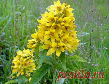 Ядовитые лекарственные рстения / Будьте здоровы