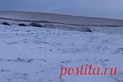 Появилось видео с места расстрела полусотни лошадей в Алтайском крае. Появилось видео с места расстрела полусотни лошадей и жеребят, произошедшего в Алтайском крае. На кадрах видны тела нескольких животных, припорошенные снегом. неизвестные застрелили 53 лошади и жеребенка, которые паслись рядом с селом Алексеевка Алтайского края. МВД возбудило уголовное дело.