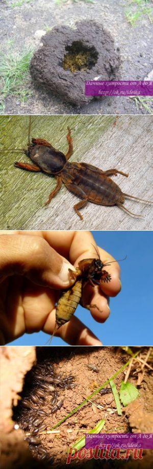 как бороться с медведкой