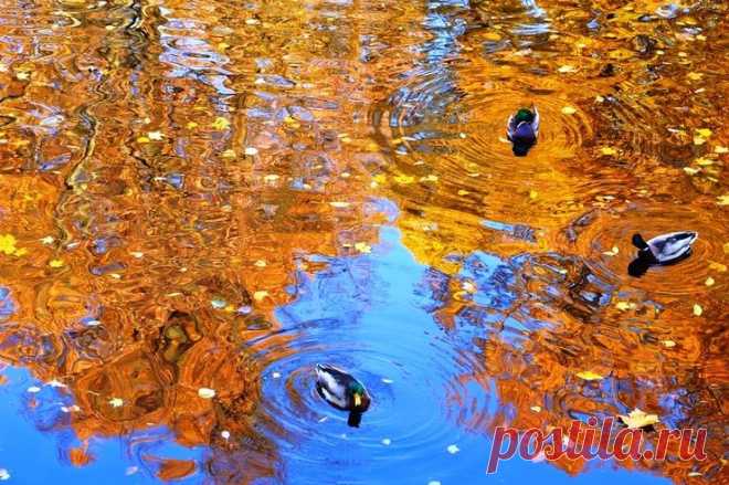 КРУЖИТ ОСЕНЬ... | СОЛНЕЧНЫЙ ВЕТЕР