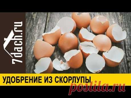 Удобрение из яичной скорлупы - 7 дач