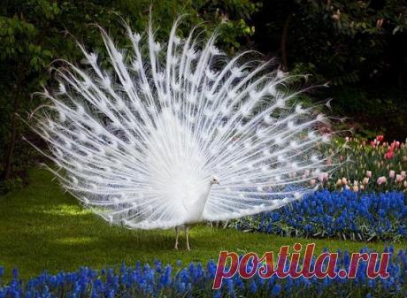 (13) Волшебный мир цветов