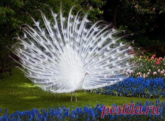 (13) Волшебный мир цветов