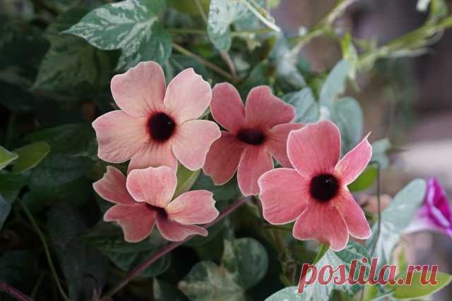 Тунбергия (Thunbergia), сорт «Африкан Сансет» (African Sunset)