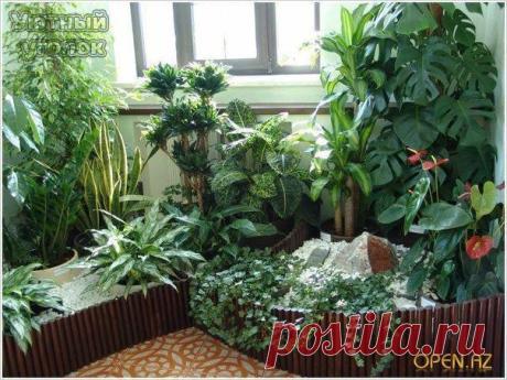 6 растений, которые стоит купить, если в квартире есть курильщик
