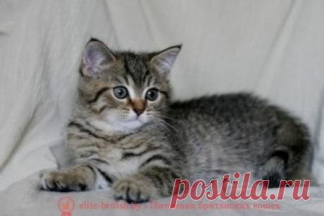 Развитие котят по неделям и месяцам. Возраст котенка