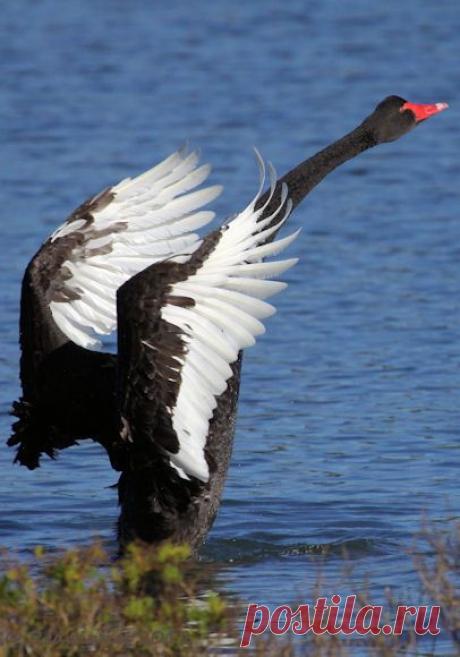 Pinterest ♦ Black Swan ♦ Черный лебедь