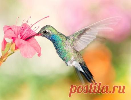 Колибри - самая маленькая птица в мире