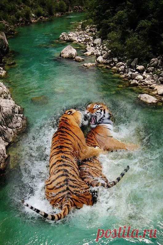 Animal life – Google+