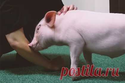 Женщина 100 дней снимала видео о жизни поросенка и инсценировала его убийство. Жительница Японии завела дома мини-пига и в течение 100 дней вела видеоблог, в котором описывала жизнь поросенка. На записях она играла с питомцем, водила его на прогулки и кормила любимой едой. Через 100 дней блогерша якобы убила поросенка, зажарила его на открытом огне и съела. Оказалось, это была инсценировка.