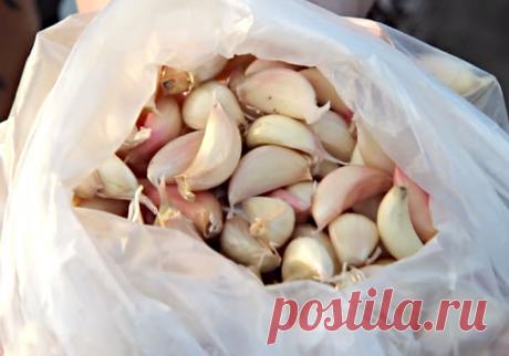 Секреты посадки чеснока весной в открытый грунт
