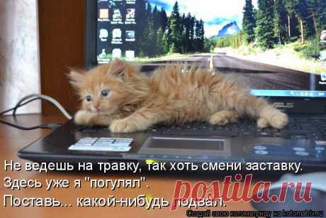 Каким должен быть кот. Плюс котоматрица