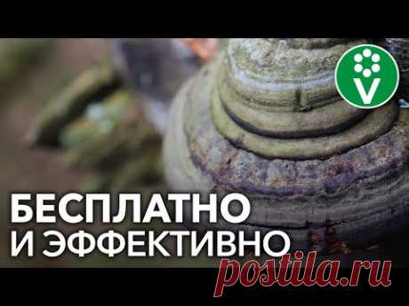 Мы покупаем ЭТО дорогое средство для защиты растений, а его можно найти в любом лесу - YouTube