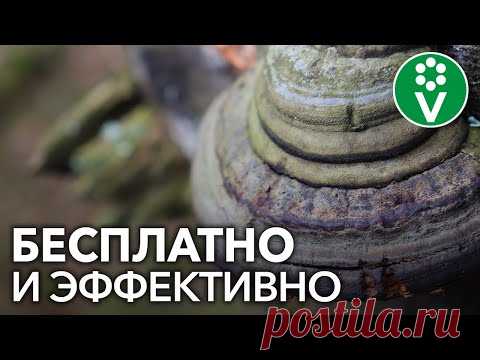 Мы покупаем ЭТО дорогое средство для защиты растений, а его можно найти в любом лесу - YouTube