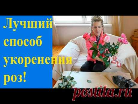 Способ  укоренения любых роз