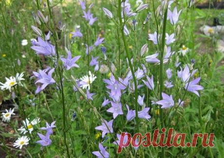 Забытые растения: рапунцель, брунколь и трип мадам