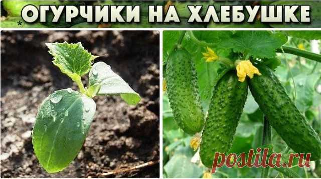 С ЭТИМ СОВЕТОМ ВАШ УРОЖАЙ ОГУРЦОВ БУДЕТ РЕКОРДНЫМ!