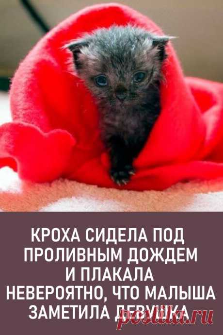 Кроха сидела под проливным дождем и тихо плакала. Невероятно, что малыша заметила девушка... Это случилось в городе Окленде (Новая Зеландия). Сильный ливень грозил перейти в обширную грозу. Девушка по имени Кэтрин ускорила шаг. Чуть ли не бежала по тротуару.... #длядуши #доброта #животные