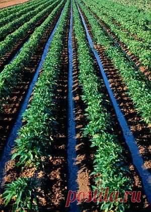 Соседи на грядке: что можно сажать рядом | Цветы и травы