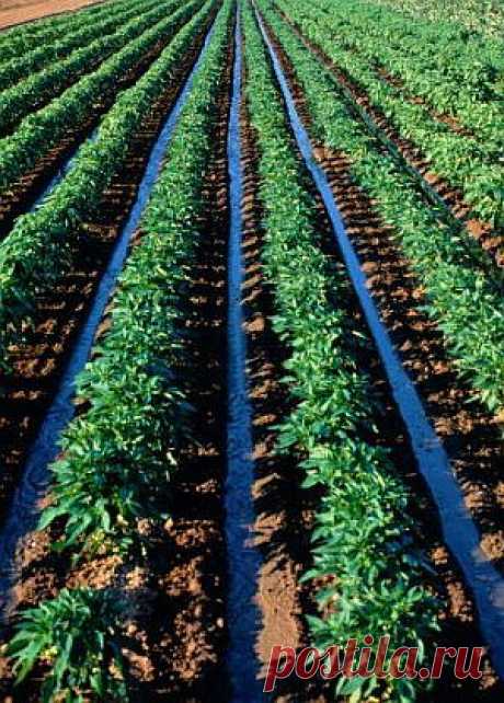 Соседи на грядке: что можно сажать рядом | Цветы и травы