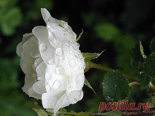 РОЗА-БЕЛАЯ НОЧЬ