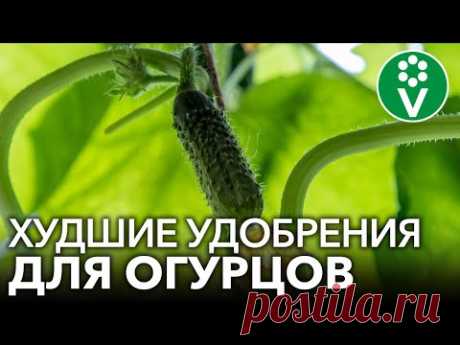 НИКОГДА НЕ ПОДКАРМЛИВАЙТЕ ОГУРЦЫ ЭТИМИ УДОБРЕНИЯМИ во время плодоношения - YouTube