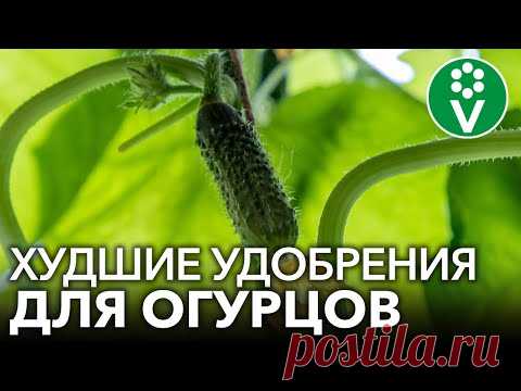 НИКОГДА НЕ ПОДКАРМЛИВАЙТЕ ОГУРЦЫ ЭТИМИ УДОБРЕНИЯМИ во время плодоношения - YouTube