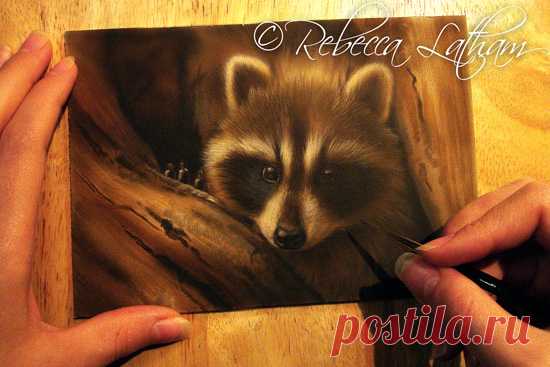 Молодой енот – работа в процессе | Картины дикой природы и природы Ребекки Лэтэм