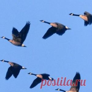 Как получить максимальную отдачу от штамбовых помидоров - МирТесен