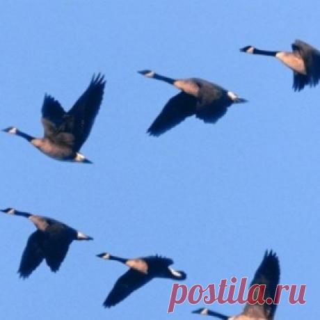 Как получить максимальную отдачу от штамбовых помидоров - МирТесен