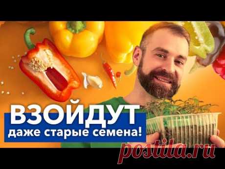 СУМАСШЕДШАЯ ВСХОЖЕСТЬ ЛЮБЫХ СЕМЯН! Простой способ разбудить семена перца и не потратить ни копейки