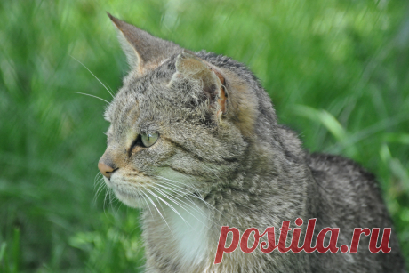 European Wildcat | Europese wilde kat (Felis silvestris silv… | Flickr