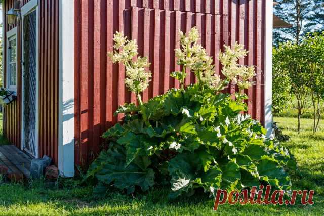 Ревень — виды и их использование на кухне и в дизайне сада. Фото — Ботаничка.ru