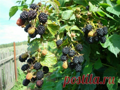 Ежевика Рубен описание сорта с фото, посадка и уход, отзывы