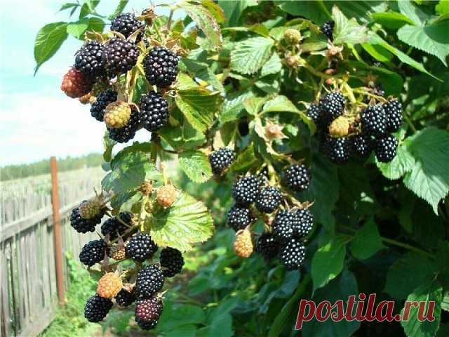 Ежевика Рубен описание сорта с фото, посадка и уход, отзывы