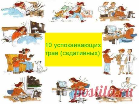 10 успокаивающих трав (седативных) | Tooya.ru