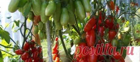 Андрей Пажуков